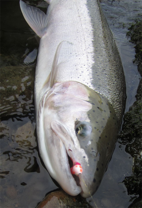 Steelhead Fishing - Making Slinky Weights 