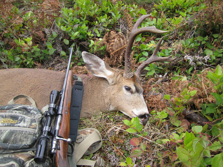 Image of a Washington blacktail deer taken with a Browning 30.06