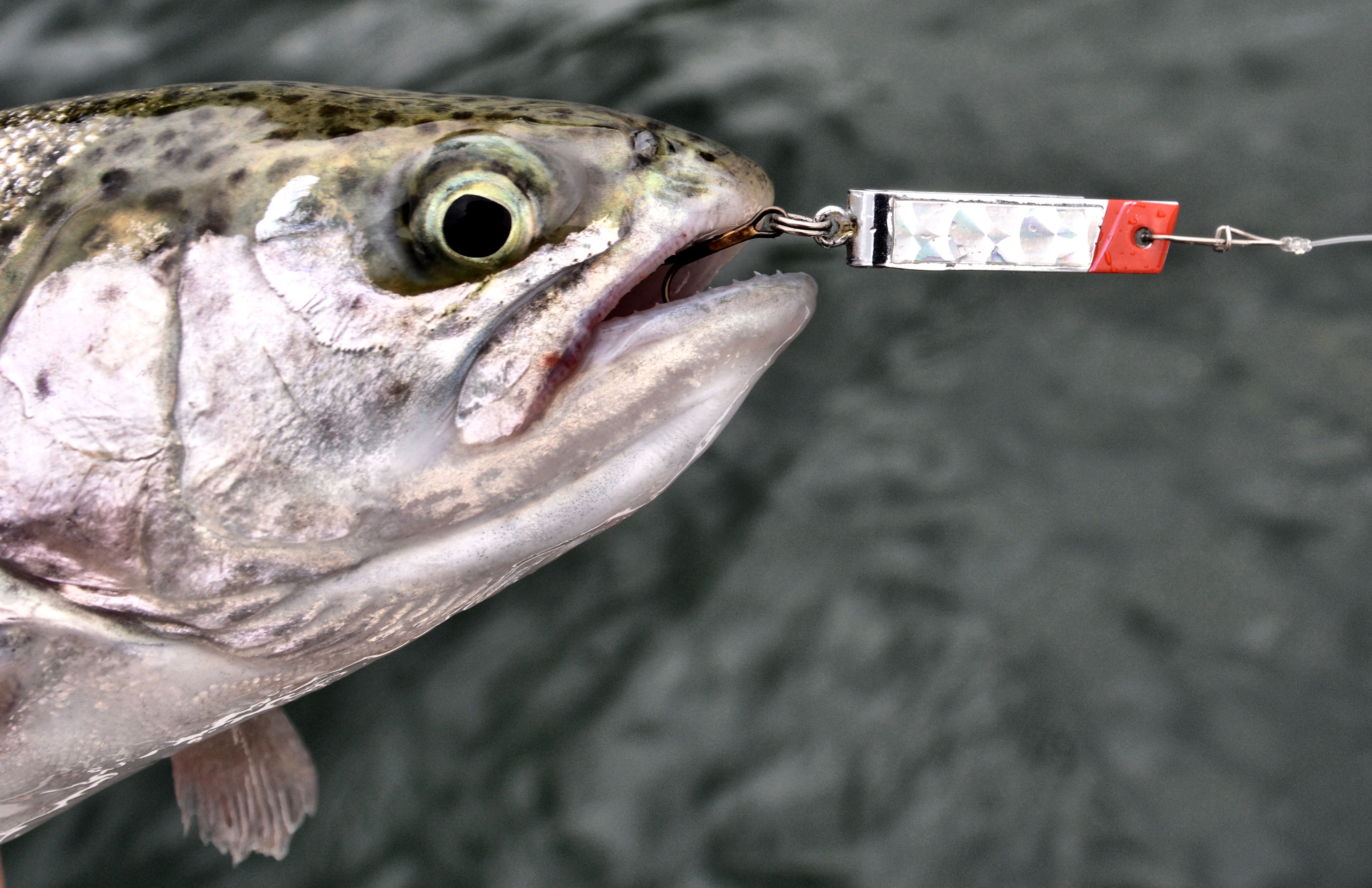 Spring Trout Tips  The Outdoor Line Blog