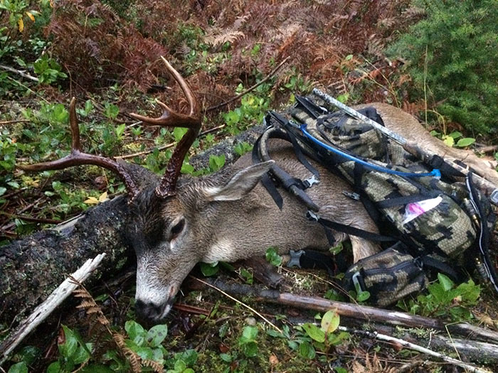 Washington Blacktail - Rob Endsley - The Outdoor Line