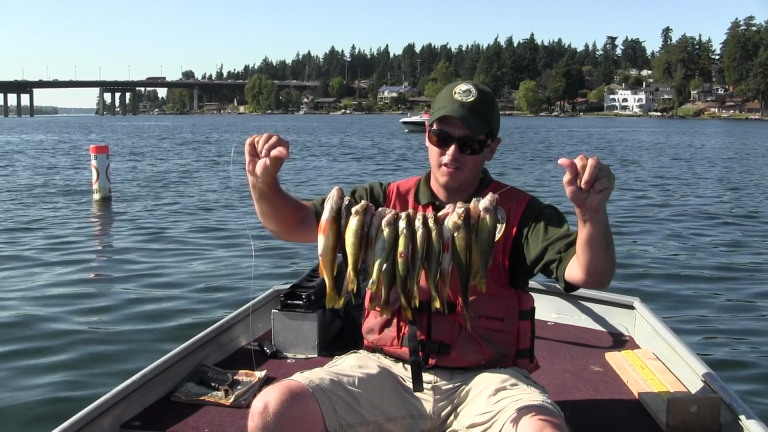 how to catch yellow perch at emerald lake on fishing planet