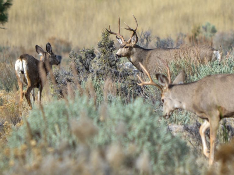 Washington Deer Season Preview The Outdoor Line Blog