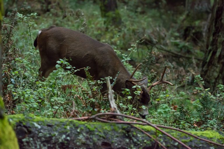 Washington Deer Season Preview The Outdoor Line Blog