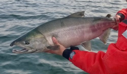 Look For Decent Chum Salmon Return To Puget Sound, And Razor Clam 