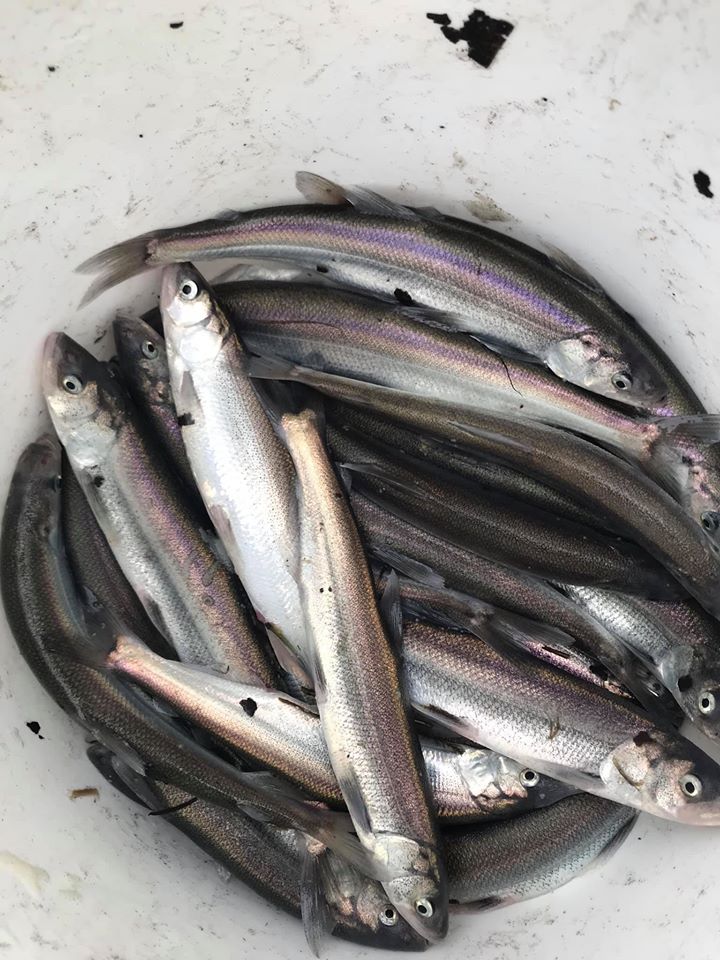 WDFW approves another sport smelt dip-net fishery in the Cowlitz