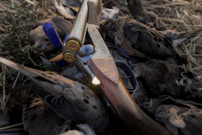 Dove Hunting Tips The Outdoor Line Blog