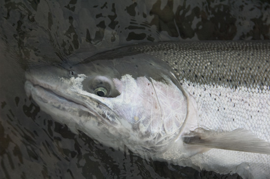 wicked_steelhead_web.jpg