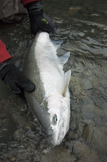 kast_steelhead_web.jpg