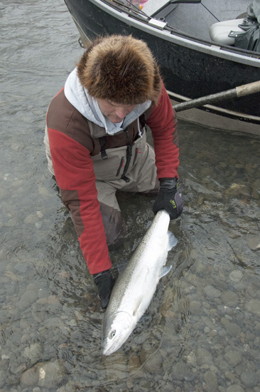 endsley_wild_steelhead_web.jpg