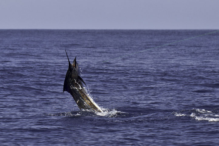 sailfish7.jpg