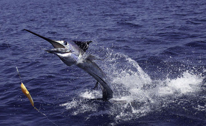 sailfish22.jpg