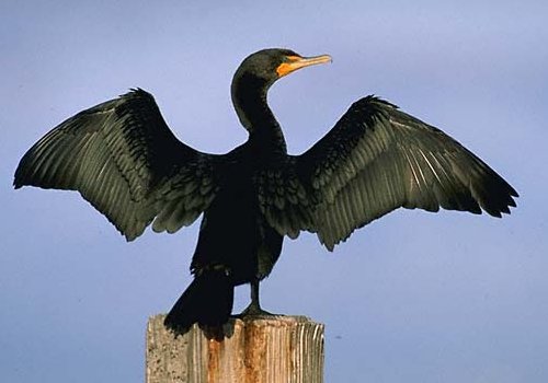 cormorant_2.jpg