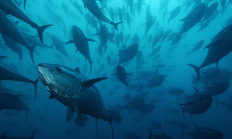 Bluefin-tuna-Spain-001.jpg