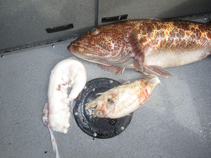 lingcod_puke.jpg