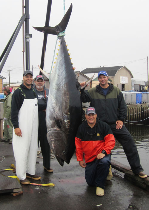 group_670bluefin.jpg