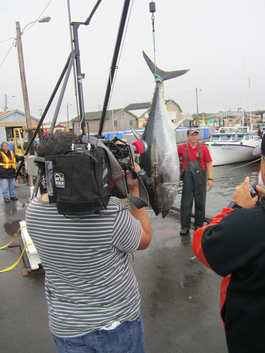 cbc_news_bluefin_tuna.jpg