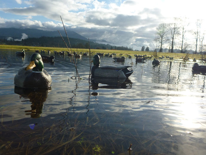 decoys.jpg