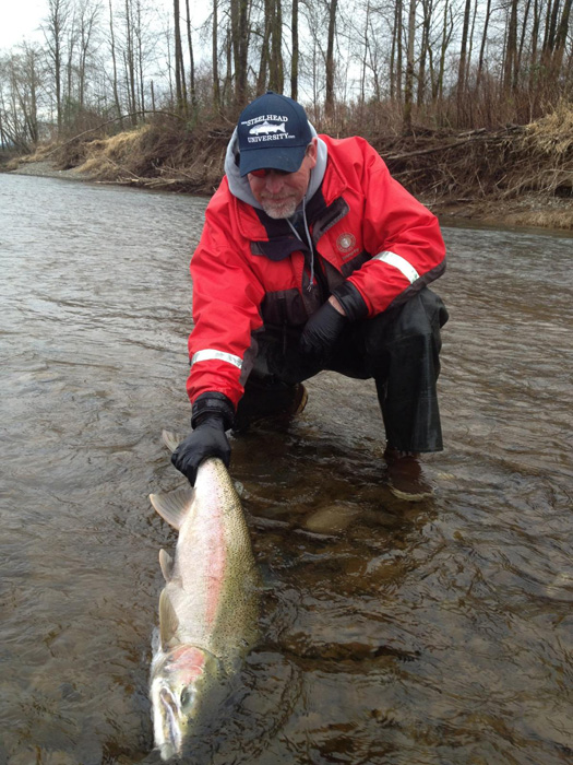 stephens_wildsteelhead.jpg