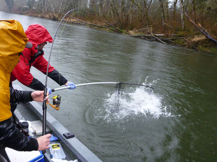 netting_steelhead.jpg