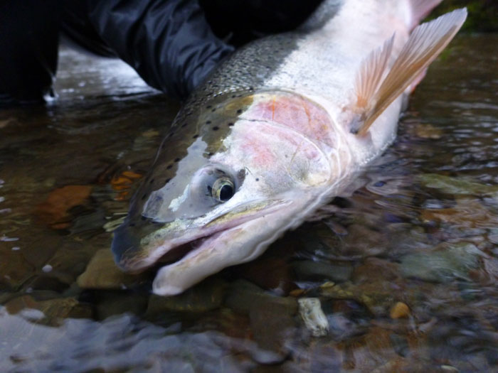 steelhead_closeup.jpg