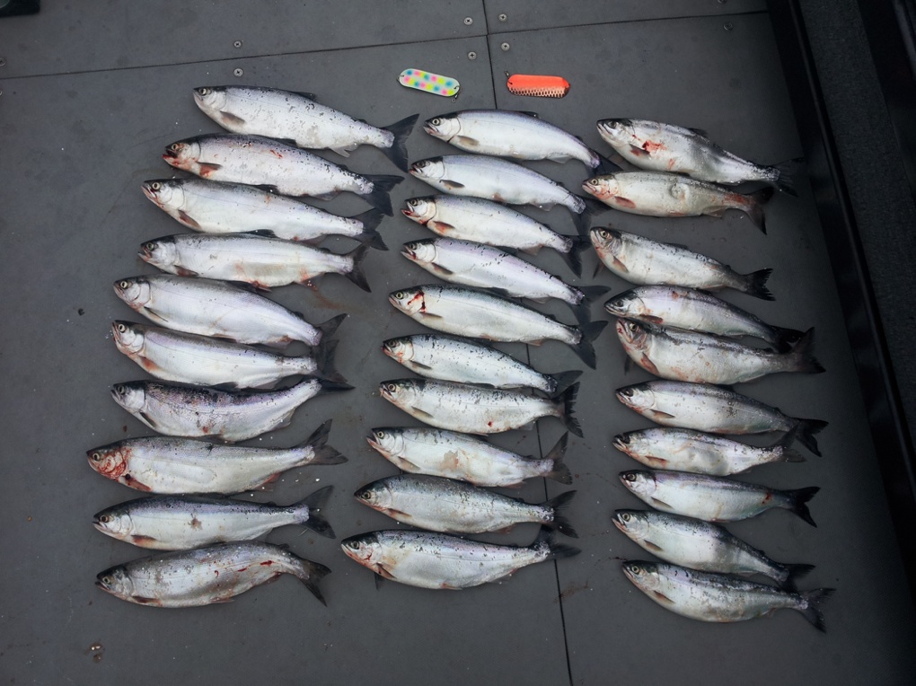 Outdoorline Kokanee limit.jpg