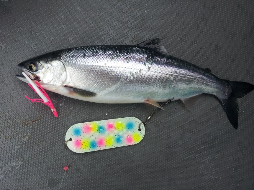 Outdoor line kokanee.jpg