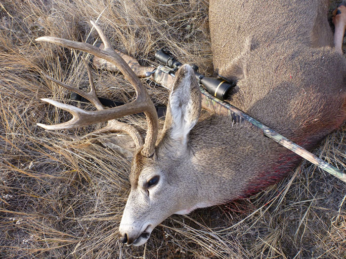 rob_mule_deer3.jpg