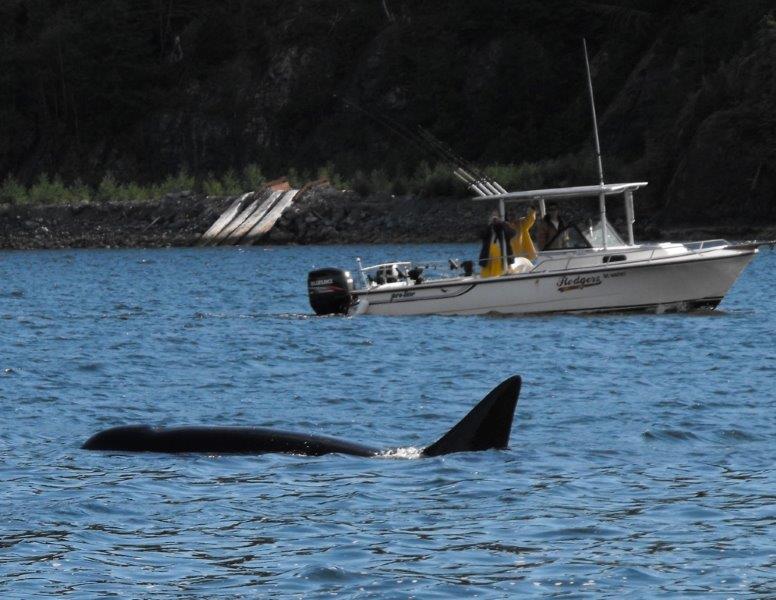 Rodgers Boat in front of killer whale.jpg