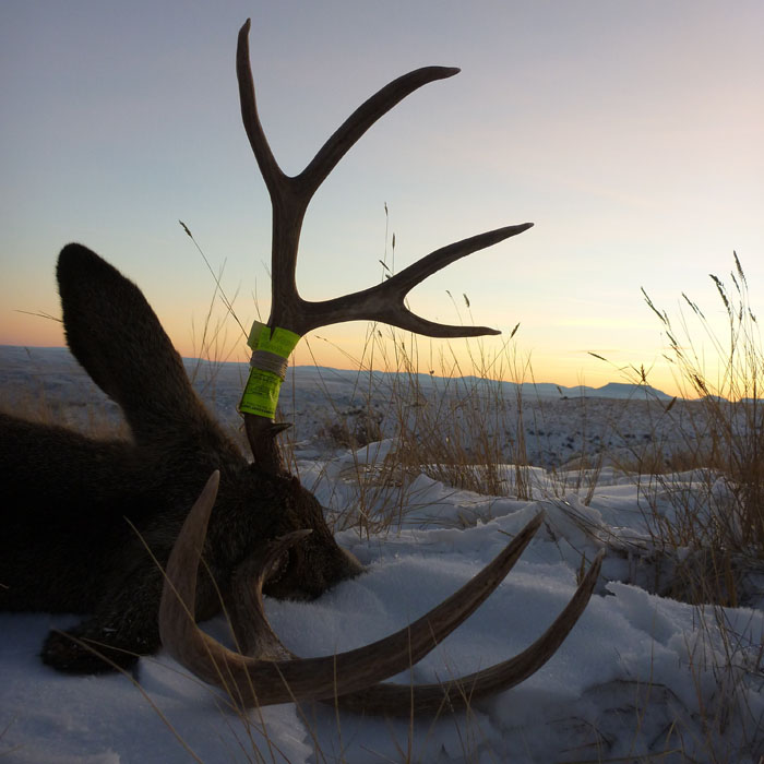 montana_mule_deer_web.jpg