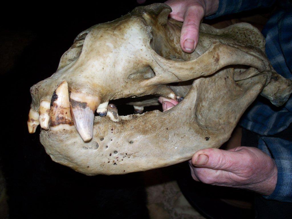 Sea Lion Skull.jpg