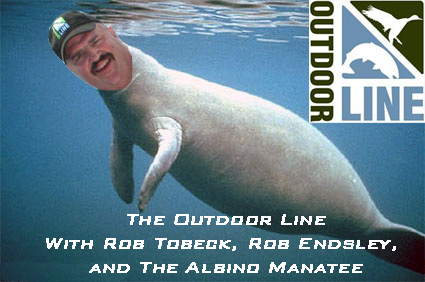 Albino manatee-tom.jpg