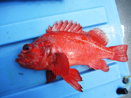 rockfish.jpg