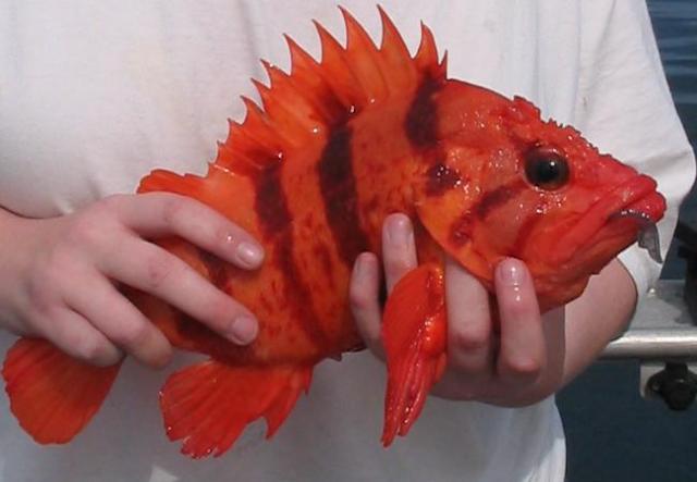 Rockfish.jpg