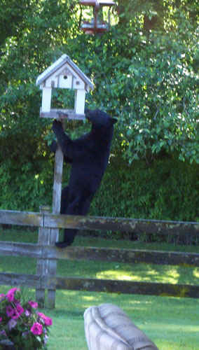 black_bear_kitsap_web.jpg