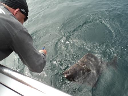 Fishing 2011 halibut.jpg