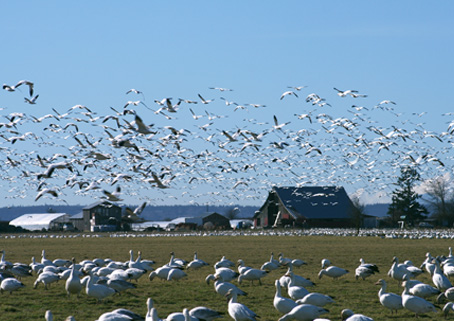 Skagit Waterfowl Combo