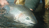 Steelhead