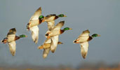 Waterfowl