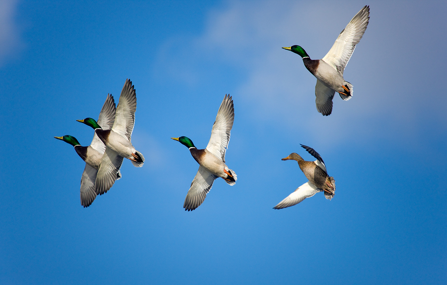 Waterfowl Weekend