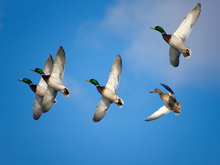 Waterfowl Combo Trip