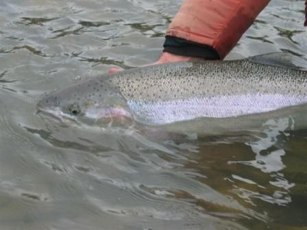 Skagit Steelhead