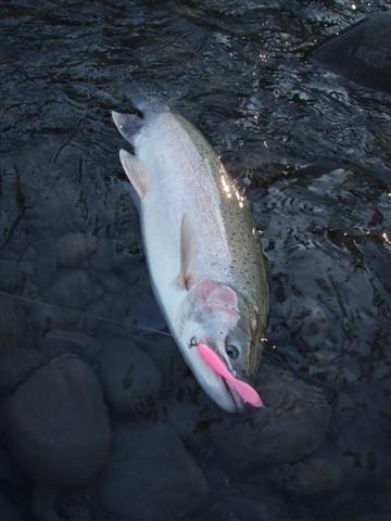 Wild steelhead caught on a pink rubber worm