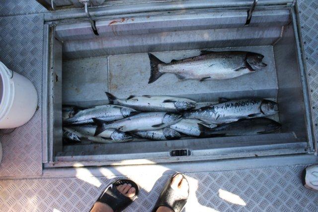 aFishBox