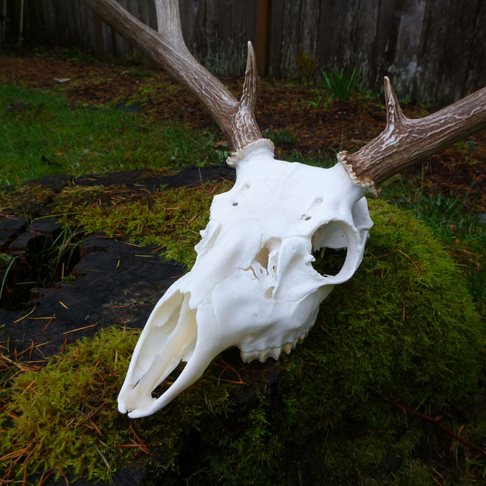 skull_mount3