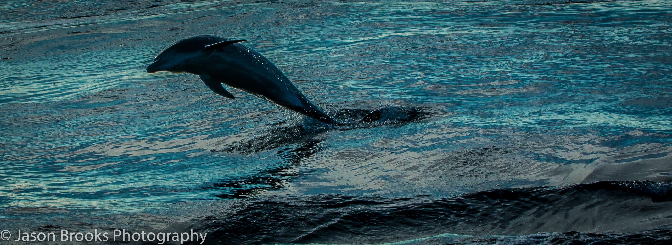 Dolphins often race alongside the boat on the way to the fishing grounds-Jason Brooks