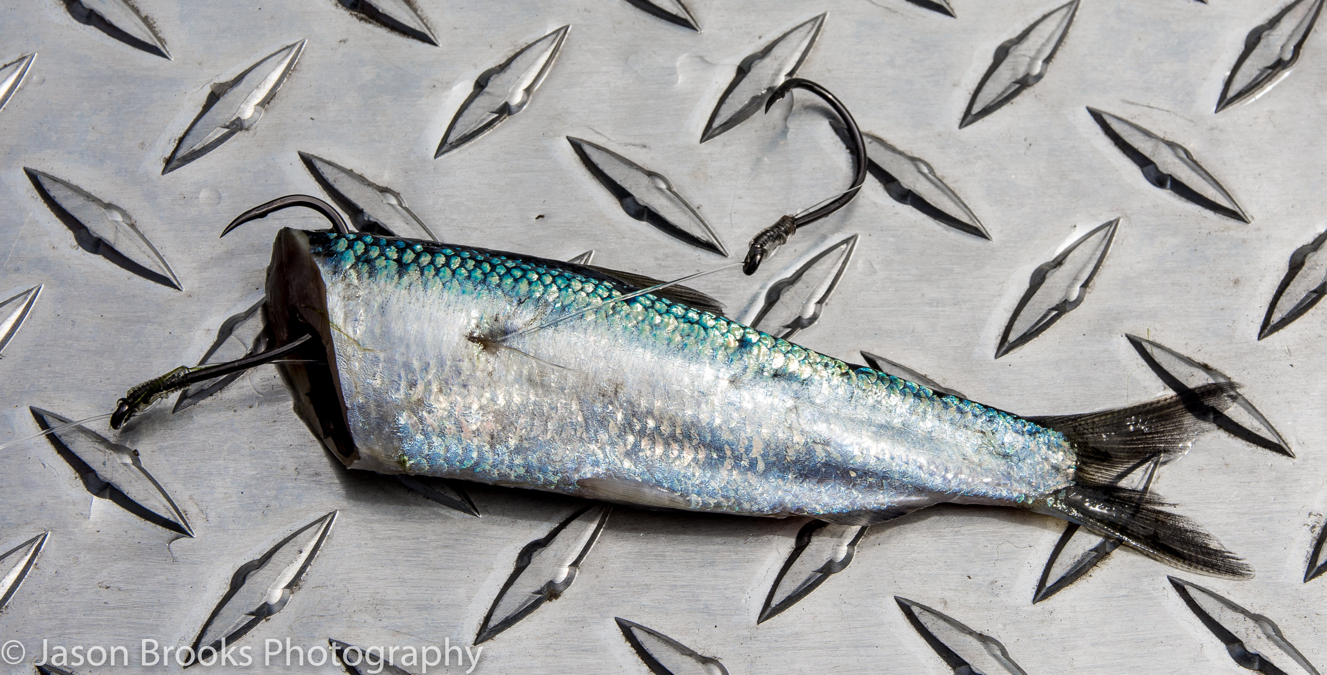 Plug Cut Herring cured in Pro-Cure Brine 'n Bite Natural