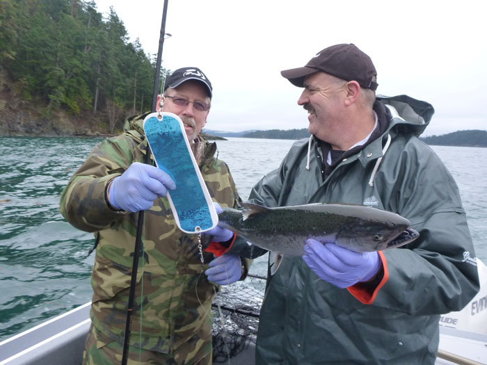 San Juan Islands Blackmouth with a "Blue Crush" flasher - Photo by Rob Endsley
