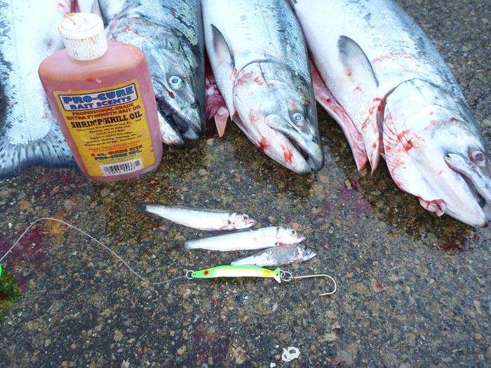 Coho Killer spoon with small herring - photo by Rob Endsley