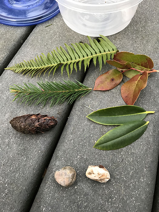pine_cones_web