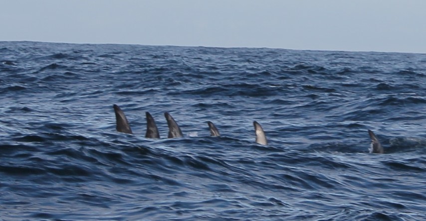 formation-small